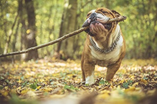 Portrait d'un bulldog avec une branche de bois au Bois des Rêves à Ottignies