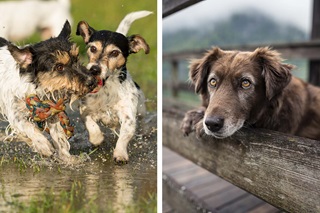 Gauche: Duo de chiens jouant dans l’eau. Droite: Chien sur caillebotis – Ile De Balokken