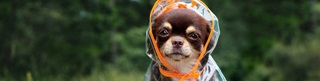 Un petit chihuahua vêtu d'un imperméable transparent et bord orange