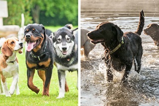 Une bande de chiens dans le parc / dans le lac - Domaine De Gavers