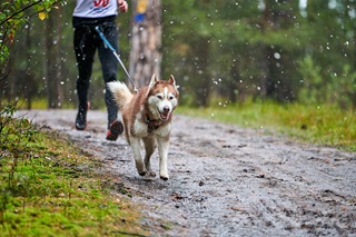 Un husky court avec son maître lors d’une séance de canicross