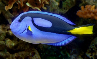 Blauwe Chirurg-vis, zoals Dory (Finding Dory)