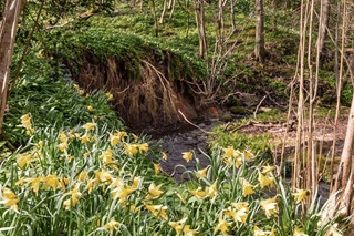 Narcissen in het begin van de lente