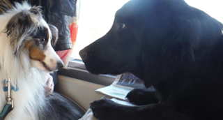 Twee honden in de trein.