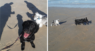 Links: twee honden ontdekken het strand. Rechts: twee honden leven zich uit op het strand.