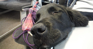 Een zwarte labradorpup doet een dutje in de trein. 